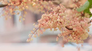 小清新苹婆花壁纸_3