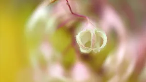 小清新苹婆花壁纸_4