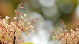 小清新苹婆花壁纸_5
