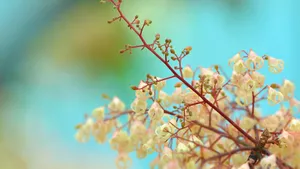 小清新苹婆花壁纸_6
