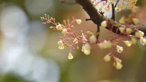 小清新苹婆花壁纸_7