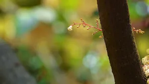 小清新苹婆花壁纸_8