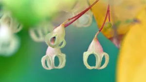 小清新苹婆花壁纸_9