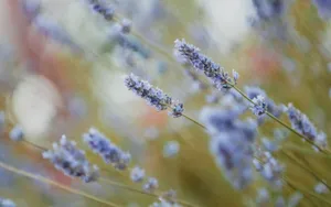 落英缤纷唯美图片_2
