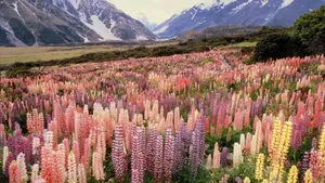 高清鲜花花海电脑壁纸