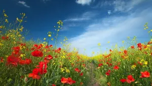 高清鲜花花海电脑壁纸_3