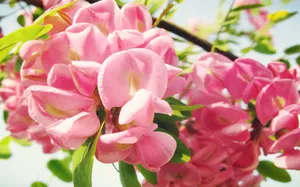 粉色槐花图片壁纸_2