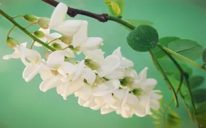 粉色槐花图片壁纸_5