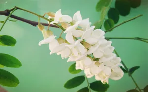 粉色槐花图片壁纸_6