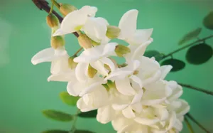粉色槐花图片壁纸_7