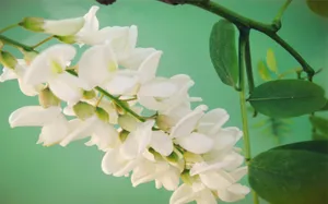 粉色槐花图片壁纸_8
