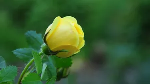 黄玫瑰花语桌面壁纸_2