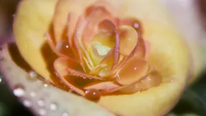 黄玫瑰花语桌面壁纸_3