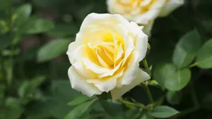 黄玫瑰花语桌面壁纸_4