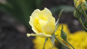 黄玫瑰花语桌面壁纸_7