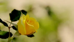 黄玫瑰花语桌面壁纸_12