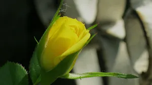 黄玫瑰花语桌面壁纸_15