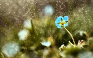 风雨中的花儿花瓣图片