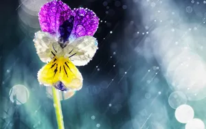 风雨中的花儿花瓣图片第1张