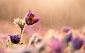 风雨中的花儿花瓣图片_2