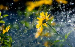 风雨中的花儿花瓣图片_3