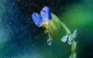 风雨中的花儿花瓣图片_4