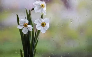 风雨中的花儿花瓣图片_5