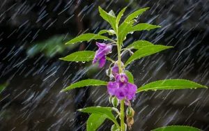 风雨中的花儿花瓣图片_6