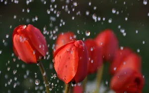 风雨中的花儿花瓣图片_7