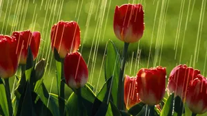 风雨中的花儿花瓣图片_8