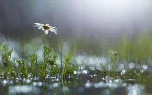 风雨中的花儿花瓣图片_9