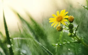 风雨中的花儿花瓣图片_10
