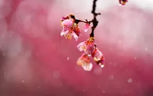 风雨中的花儿花瓣图片_11