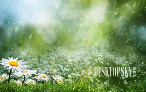 风雨中的花儿花瓣图片_12