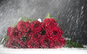 风雨中的花儿花瓣图片_13