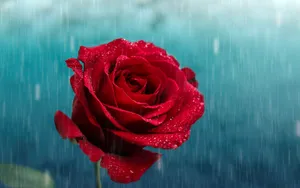 风雨中的花儿花瓣图片_14