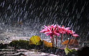 风雨中的花儿花瓣图片_15
