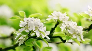唯美好看的花卉图片_2