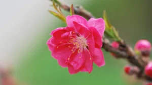 桃花图片大全大图_2