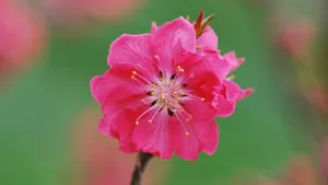 桃花图片大全大图_3
