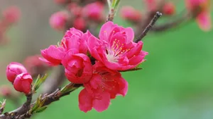 桃花图片大全大图_4