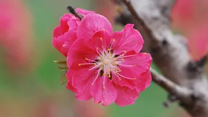 桃花图片大全大图_5