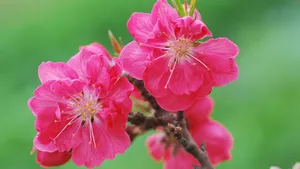 桃花图片大全大图_6