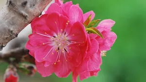 桃花图片大全大图_7