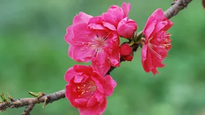 桃花图片大全大图_8