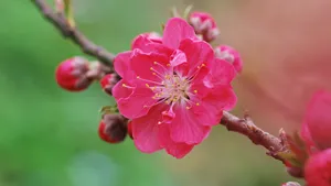 桃花图片大全大图_9