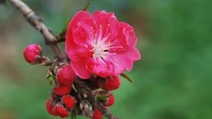 桃花图片大全大图_10