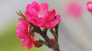 桃花图片大全大图_11