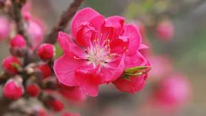 桃花图片大全大图_12