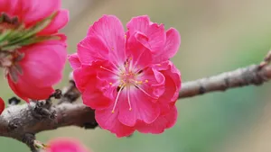 桃花图片大全大图_13